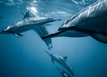 台湾六合彩-【集锦】亚特兰大3-0淘汰尤文晋级意杯4强，斯卡马卡点射